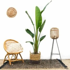 Strelitzia Augusta Xxl - H210cm, ø30cm - Très Grande Plante D'intérieur 6 Strelitzia Augusta Xxl - H210cm, ø30cm - Très Grande Plante D'intérieur -Magasin De Graines De Plantes e83277b96848b0a0
