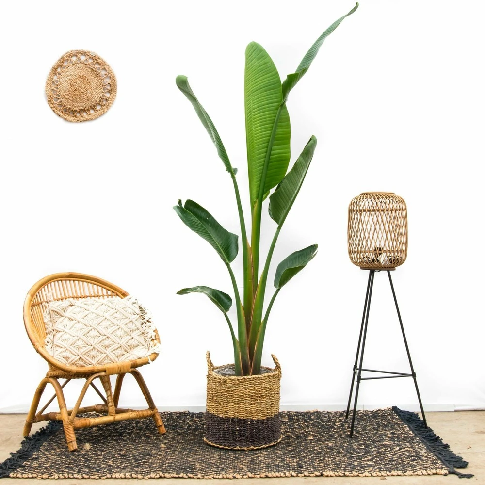 Strelitzia Augusta Xxl - H210cm, ø30cm - Très Grande Plante D'intérieur 3 Strelitzia Augusta Xxl - H210cm, ø30cm - Très Grande Plante D'intérieur – Image 3