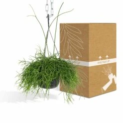Rhipsalis Baccifera - H30cm, ø12cm - Plante D'intérieur Tombante -Magasin De Graines De Plantes e978edd2f51248df