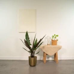 Alocasia Lauterbachiana - H80cm, ø19cm - Grande Plante D'intérieur 7 Alocasia Lauterbachiana - H80cm, ø19cm - Grande Plante D'intérieur -Magasin De Graines De Plantes ea09580894c9defe