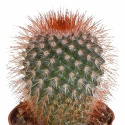 Cactus, Box De 5 Plantes - H8cm, ø5,5cm - Plantes D'intérieur 9 Cactus, Box De 5 Plantes - H8cm, ø5,5cm - Plantes D'intérieur -Magasin De Graines De Plantes eabf162e297f7ccf