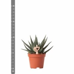Haworthia - H11cm, ø6cm - Plante D'intérieur -Magasin De Graines De Plantes eb6d65895f5d6334