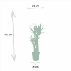 Yucca X3 - Grandes Plantes D'intérieur 8 Yucca X3 - Grandes Plantes D'intérieur -Magasin De Graines De Plantes f0602f8bf1fb9d9b