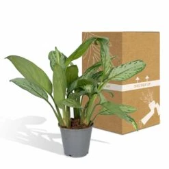 Aglaonema Christina - H30cm, ø12cm - Plante D'intérieur -Magasin De Graines De Plantes f0caf2476ad693a9