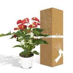 Anthurium Rouge - H55cm, ø17cm - Plante D'intérieur -Magasin De Graines De Plantes f142fbabc9731d72