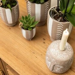 Echeveria Miranda - H13cm, ø9cm - Plante D'intérieur -Magasin De Graines De Plantes f209523da1b249a5