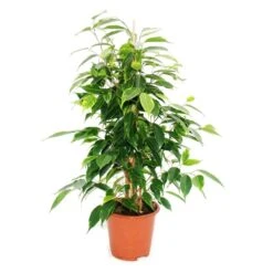 Ficus Benjamini "anastasia", Bouleau Figue 14cm
