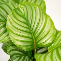 Calathea Makoyana, Calathea Orbifolia, Duo De Plantes - Plantes D'intérieur -Magasin De Graines De Plantes f407112b06a3cba6
