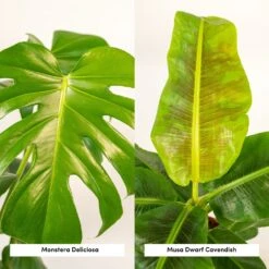 Monstera Deliciosa, Bananier Musa Et Leurs Paniers Noirs, Duo De Plantes - Grandes Plantes D'intérieur -Magasin De Graines De Plantes f5aec7c58eb1f2d0