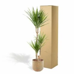 Dracaena Et Son Cache-pot - H120cm, ø21cm - Très Grande Plante D'intérieur -Magasin De Graines De Plantes f6d4a226b56d89b2