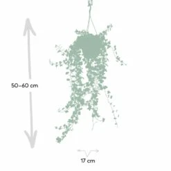 Hedera Lierre Tombant - H70cm, ø17cm - Plante D'intérieur Tombante -Magasin De Graines De Plantes f6faa6832659546c