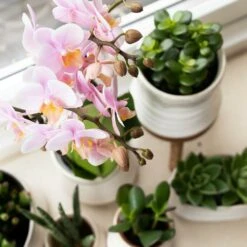 Crassula - H11cm, ø6cm - Plante D'intérieur -Magasin De Graines De Plantes f93f378f0dac5bf6