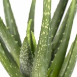Aloe Vera - H30cm, ø12cm - Plante D'intérieur Succulente 7 Aloe Vera - H30cm, ø12cm - Plante D'intérieur Succulente -Magasin De Graines De Plantes fa69020b35583d86