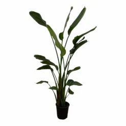 Strelitzia Nicolai Xxl - H180cm, ø24cm - Très Grande Plante D'intérieur