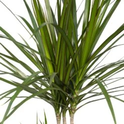 Dracaena Marginata - H70cm, ø17cm - Grande Plante D'intérieur -Magasin De Graines De Plantes ff91d63cf255b5d5