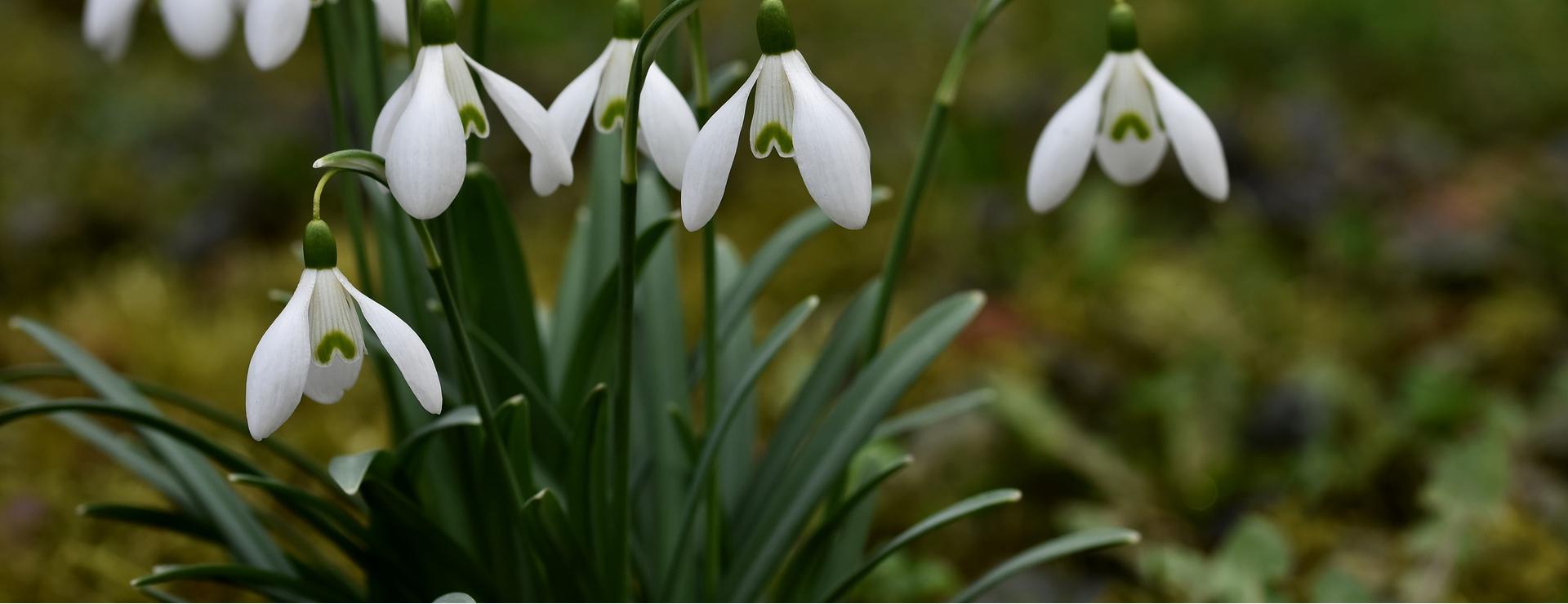 Magasin De Graines De Plantes 1 Magasin De Graines De Plantes -Magasin De Graines De Plantes flowers 7810659 1920