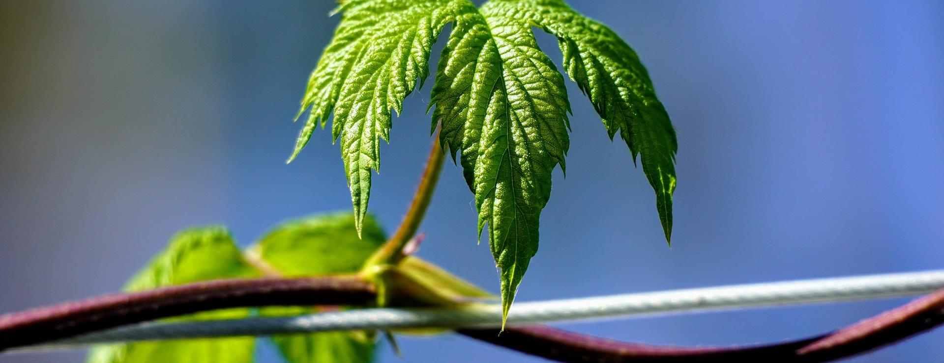 Magasin De Graines De Plantes 13 Magasin De Graines De Plantes -Magasin De Graines De Plantes hop 6327065 1920